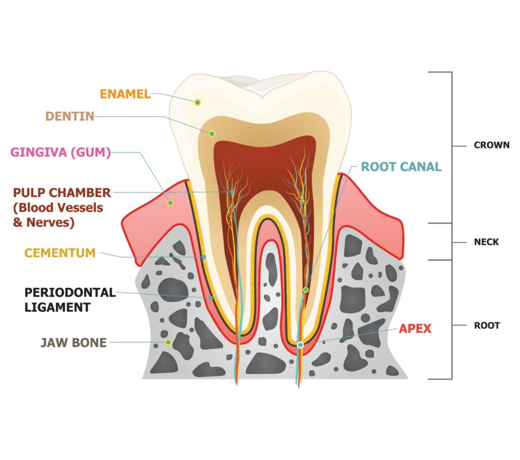 Introduction to Root Canal Procedure